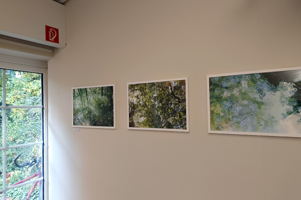BKV Ausstellung The Forest - Der Wald - La Forêt
