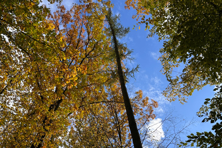 BKV Waldbaden